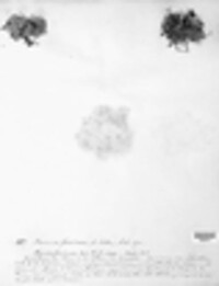 Teloschistes flavicans image